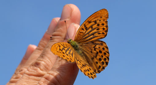 borboleta na mão