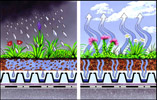 Green roofs retain rainwater